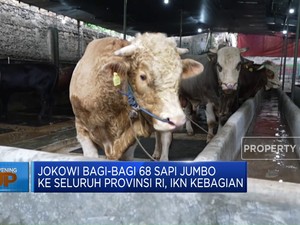 Jokowi Bagi-Bagi 68 Sapi Jumbo ke Seluruh Provinsi, IKN Kebagian