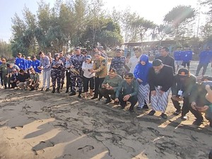Jaga Kelestarian, TNI AL Tanam Mangrove-Lepas Tukik di Pantai Malang Selatan