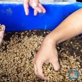 Binatang Ini Banyak Hidup di RI, Bisa Sulap Sampah Jadi "Emas"