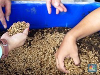 Binatang Ini Banyak Hidup di RI, Bisa Sulap Sampah Jadi 