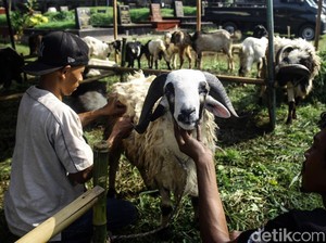Apa Saja Syarat Kambing untuk Kurban? Ini Penjelasannya