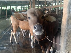 Hewan Kurban Bakal Jadi Tunggangan ke Surga, Benarkah?