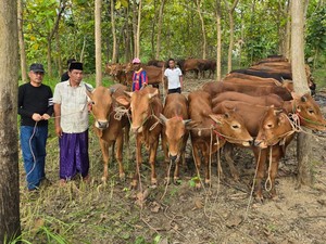 Rayakan Idul Adha, PDIP Jatim Sebar 376 Ekor Sapi ke Sejumlah Daerah