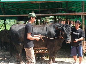 Prabowo Borong 6 Sapi Jumbo di Sukabumi Seharga Rp 900 Juta