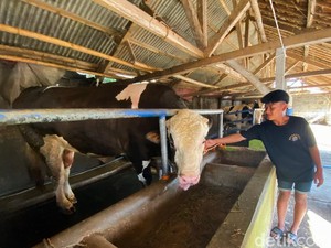 Pancasona, Sapi Bongsor Milik Jokowi yang Bakal Dikurbankan