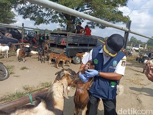 Ratusan Petugas Diterjunkan Pantau Kesehatan Hewan Kurban di Blitar