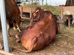 Melihat Sapi Kurban Gibran Berbobot 700 Kg di Masjid Al-Azhar