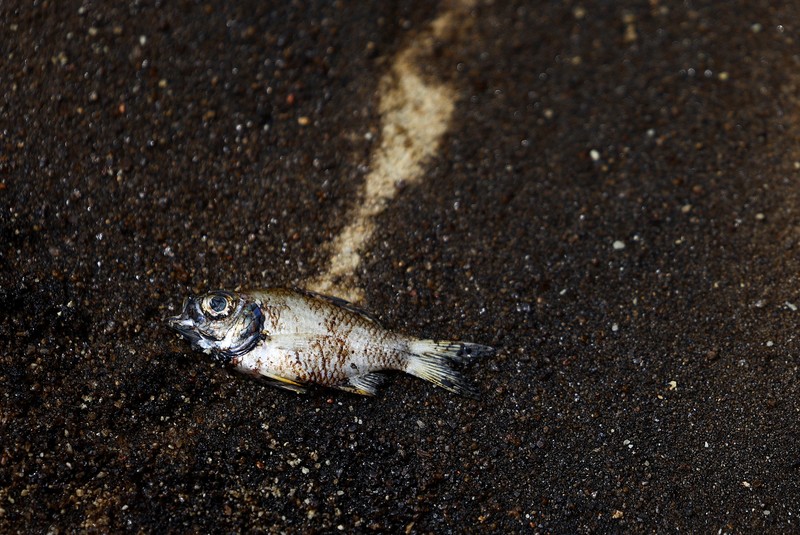 Seorang pria duduk di dekat papan tanda dan pita penjagaan dipasang menyusul tumpahan minyak di Pantai Tanjong di Sentosa, Singapura 15 Juni 2024. (REUTERS/Edgar Su)