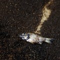 Tercemar, 10 Ikan Ini Mengandung Merkuri Tinggi