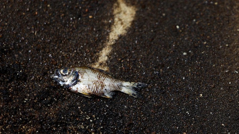 Seorang pria duduk di dekat papan tanda dan pita penjagaan dipasang menyusul tumpahan minyak di Pantai Tanjong di Sentosa, Singapura 15 Juni 2024. (REUTERS/Edgar Su)