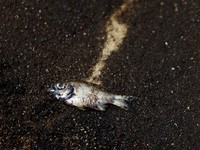 Tercemar, 10 Ikan Ini Mengandung Merkuri Tinggi