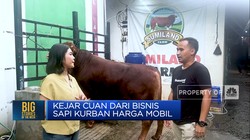 Video: Bukan Kaleng-kaleng! Begini Cara Sukses Bisnis Hewan Kurban