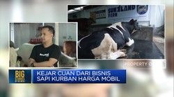 Video: Kejar Cuan dari Bisnis Sapi Kurban Seharga Mobil