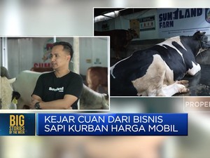 Video: Kejar Cuan dari Bisnis Sapi Kurban Seharga Mobil