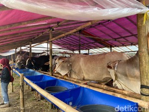 Semringahnya Pedagang Hewan Kurban di Bandung