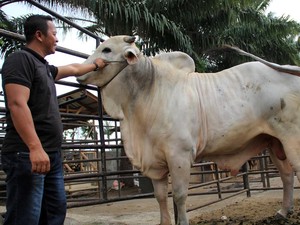 Daftar Harga Sapi Kurban Idul Adha 2025, Cek Sebelum Membeli!