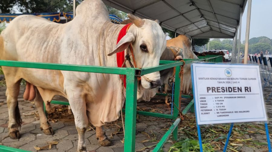 Sapi Kurban milik Presiden RI Joko Widodo bernama Brebes Mili setibanya di Masjid Nasional Al-Akbar Surabaya.(Humas Masjid Nasional Al-Akbar Surabaya)