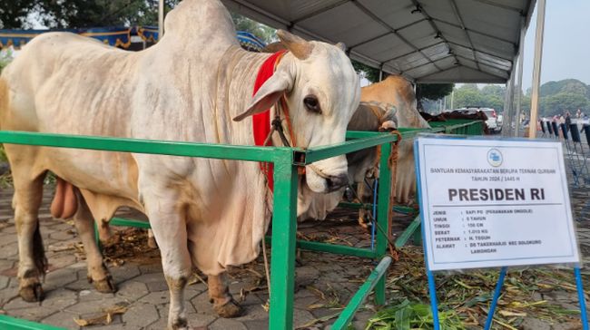 Jokowi's sacrificial cow in Surabaya was given the name Mbrebes Mili, here's what it means