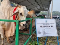 Sapi Kurban Jokowi di Surabaya Dikasih Nama Mbrebes Mili, Ini Artinya