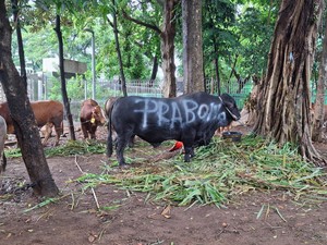 Idul Adha 2024, Gerindra Salurkan 145 Sapi Kurban ke Masyarakat