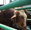 Sapi Impor Australia Tak Bisa Dipotong Untuk Iduladha, Ini Alasannya