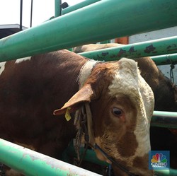 Sapi Impor Australia Tak Bisa Dipotong Untuk Iduladha, Ini Alasannya