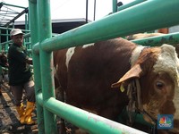 Sapi Impor Australia Tak Bisa Dipotong Untuk Iduladha, Ini Alasannya