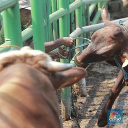 Ini Dia Sapi Paling Mahal di Dunia, Harganya Tembus Rp 65 M