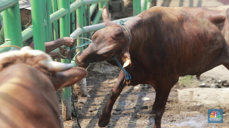 Aktivitas pekerja di Rumah Pemotongan Hewan (RPH) Perumda Dharma Jaya, Jalan Raya Penggilingan, Kecamatan Cakung, Jakarta Timur, Senin (17/6/2024). (CNBC Indonesia/Muhamad Sabki)