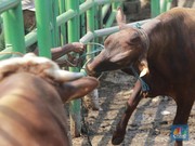 Kurban dan Sinergi Kebangsaan