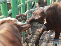 Ini Dia Sapi Paling Mahal di Dunia, Harganya Tembus Rp 65 M
