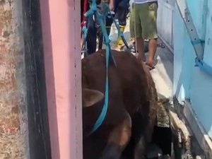 Sapi Kurban di Priok Terperosok ke Got, Dievakuasi Pakai Katrol