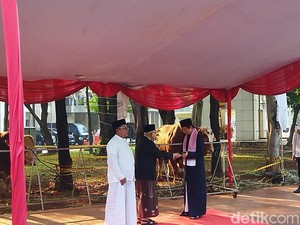 Wapres Maruf Amin Serahkan Sapi Kurban 1,2 Ton ke Masjid Istiqlal