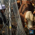 Foto: Ilustrasi sapi kurban. (CNBC Indonesia/Muhammad Sabki)