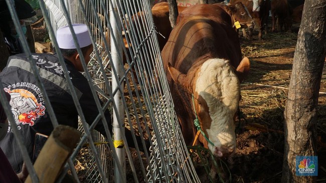 Prabowo Beli 1.098 Ekor Sapi untuk Kurban, Pakai APBN Total Rp100 M