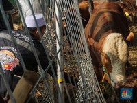 Foto: Ilustrasi sapi kurban. (CNBC Indonesia/Muhammad Sabki)