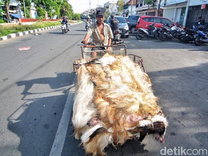 Berkah Idul Adha untuk Pengepul Kulit Hewan di Surabaya