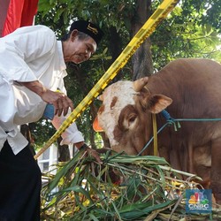Ini Deretan Sapi Kurban Harga Ratusan Juta Milik Jokowi hingga Prabowo