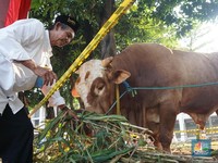 Ini Deretan Sapi Kurban Harga Ratusan Juta Milik Jokowi hingga Prabowo