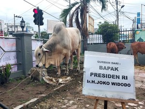 Sapi Kurban dari Jokowi Disembelih di Masjid Perjuangan 45 Medan