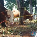 Dampak Ekonomi Kurban Idul Adha Warga RI Bisa Tembus Rp 34,3 T