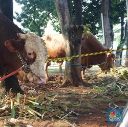 Dampak Ekonomi Kurban Idul Adha Warga RI Bisa Tembus Rp 34,3 T