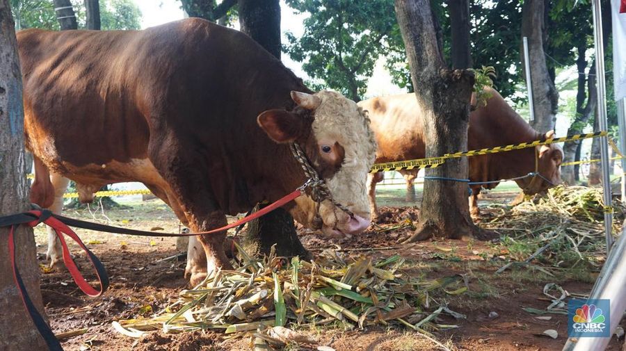 Presiden Joko Widodo menyerahkan sapi berjenis simental dengan berat 1,19 ton, sementara Wakil Presiden Ma'ruf Amin menyerahkan sapi berjenis limousin dengan berat 1,16 ton. (²©²ÊÍøÕ¾/Muhamad Sabki)