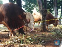Dampak Ekonomi Kurban Idul Adha Warga RI Bisa Tembus Rp 34,3 T