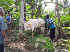 Perlawanan Sapi Saat Akan Disembelih hingga Lukai Warga di Tasik