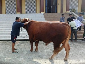 Bobot 900 Kg, Ini Sapi Kurban Sumbangan Jokowi buat Warga Sekitar IKN