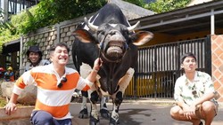 Kepala Sapi Kurban Irfan Hakim Diteliti di IPB