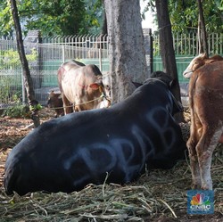 Jokowi, Gibran, Megawati Sumbang Sapi Buat Kurban, Segini Harganya