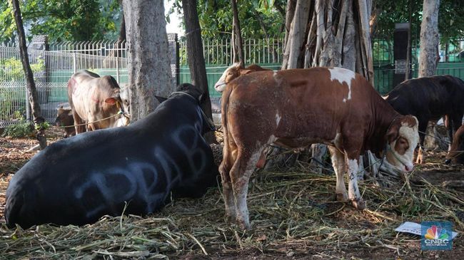Jokowi, Gibran and Megawati donate cows for sacrifice, this is the price