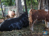 Nama-Nama Unik Sapi Prabowo, Ada Sambo hingga Semar